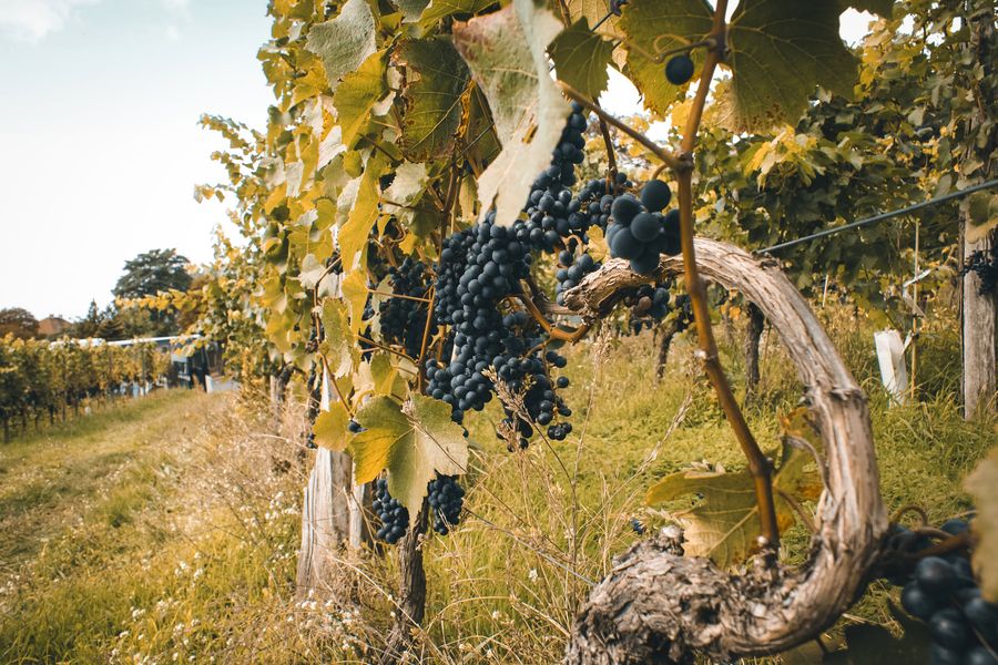 Alte Weinrebe in einem Weinberg in Radebeul.
