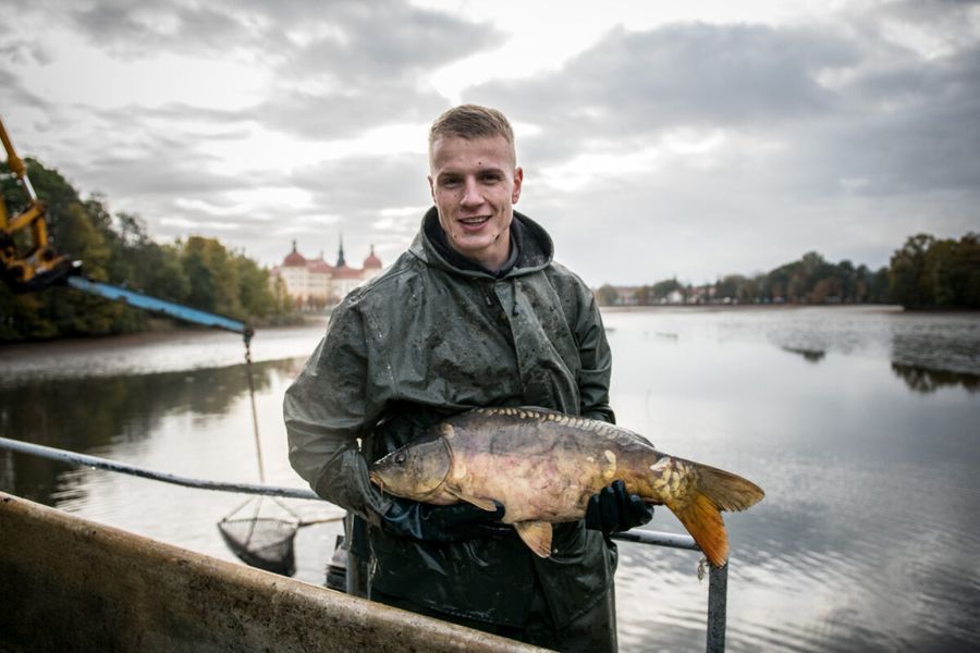 Fischer hält beim Abfischen einen Karpfen hoch, im Hintergrund Schloss Moritzburg